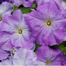 Петунія великоквіткова Limbo GP sky blue, 10 шт, Hem Genetics