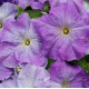 Петунія великоквіткова Limbo GP sky blue, 1000 шт, Hem Genetics