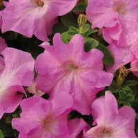 Петунія великоквіткова Limbo GP sweet pink, 1000 шт, Hem Genetics