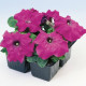 Петунія великоквіткова Limbo GP violet, 250 шт, Hem Genetics