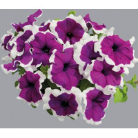 Петунія великоквіткова Limbo GP violet picotee, 250 шт, Hem Genetics