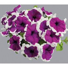 Петунія великоквіткова Limbo GP violet picotee, 10 шт, Hem Genetics