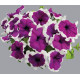 Петунія великоквіткова Limbo GP violet picotee, 250 шт, Hem Genetics