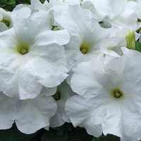 Петунія великоквіткова Limbo GP white, 250 шт, Hem Genetics
