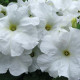 Петунія великоквіткова Limbo GP white, 50 шт, Hem Genetics
