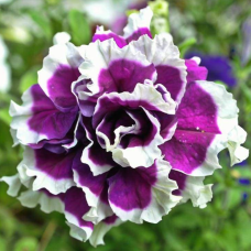 Петуния крупноцв PIROUETTE F1 PURPLE