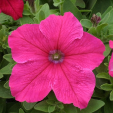 Петуния крупноцв Prism Bright Rose