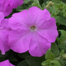 Петуния крупноцв Prism Lavender