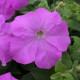 Петунія великоквіткова Prism Lavender, 10 шт, Floranova