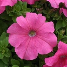 Петуния крупноцв Prism Pink
