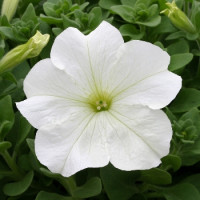 Петуния крупноцв Prism White