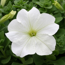Петуния крупноцв Prism White