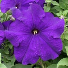 Петунія великоквіткова Prism Blue, 1000 шт, Floranova