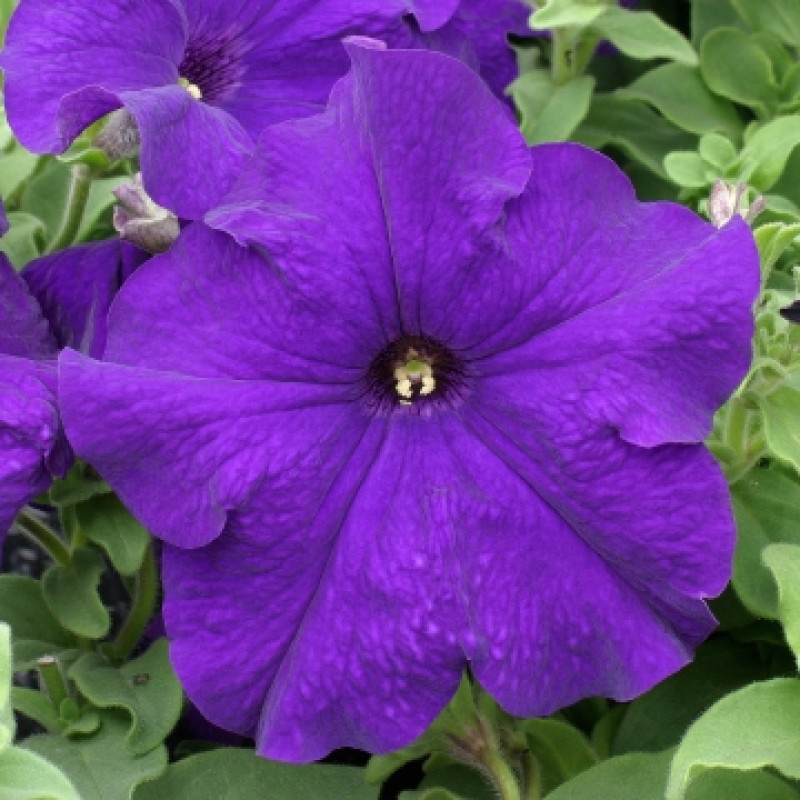 Петунія великоквіткова Prism Blue, 10 шт, Floranova