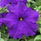 Петунія великоквіткова Prism Blue, 10 шт, Floranova