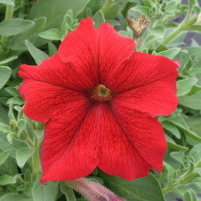 Петуния крупноцв Prism Red
