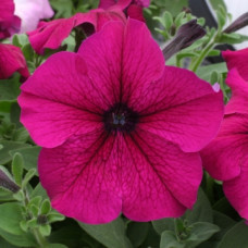 Петунія великоквіткова Prism Ruby, 1000 шт, Floranova
