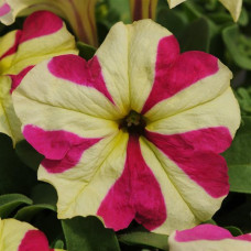 Петуния крупноцв SOPHISTICA® F1 LIME BICOLOR