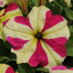 Петунія великоквіткова SOPHISTICA® F1 LIME BICOLOR, 5 шт, PanAmerican