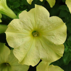 Петуния крупноцв SOPHISTICA® F1 LIME GREEN