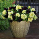 Петуния SOPHISTICA® F1 BLACKBERRY & LIME GREEN
