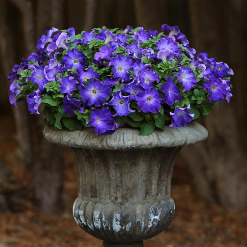 Петуния крупноцв SOPHISTICA® F1 BLUE MORN