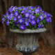 Петуния крупноцв SOPHISTICA® F1 BLUE MORN