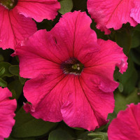 Петунія великоквіткова SUPERCASCADE F1 ROSE, 250 шт, PanAmerican
