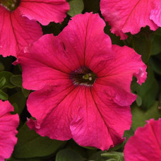 Петунія великоквіткова SUPERCASCADE F1 ROSE, 100 шт, PanAmerican