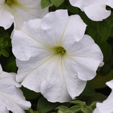 Петунія великоквіткова SUPERCASCADE F1 WHITE, 500 шт, PanAmerican