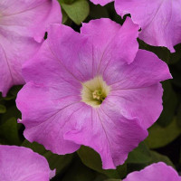 Петуния крупноцв SUPERCASCADE F1 LILAC