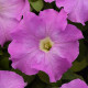 Петуния крупноцв SUPERCASCADE F1 LILAC