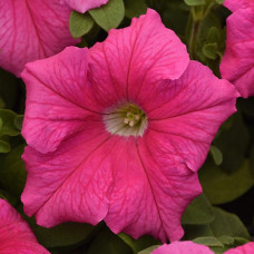 Петуния крупноцв SUPERCASCADE F1 PINK