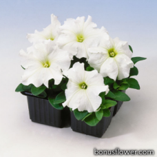 Петуния крупноцв Tango White