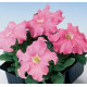 Петунія великоквіткова Tango salmon, 250 шт, Hem Genetics