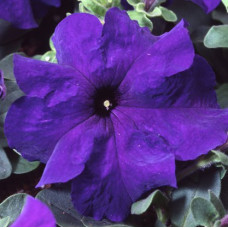 Петунія великоквіткова Tango blue, 100 шт, Hem Genetics