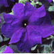 Петунія великоквіткова Tango blue, 1000 шт, Hem Genetics
