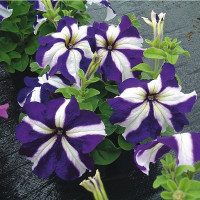 Петунія великоквіткова Tango blue star, 100 шт, Hem Genetics