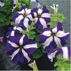 Петунія великоквіткова Tango blue star, 500 шт, Hem Genetics