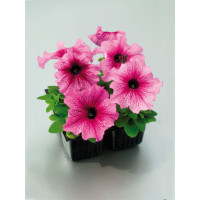 Петунія великоквіткова Tango plum, 500 шт, Hem Genetics
