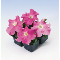 Петунія великоквіткова Tango rose, 100 шт, Hem Genetics