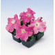 Петунія великоквіткова Tango rose, 500 шт, Hem Genetics