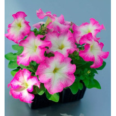 Петунія великоквіткова Tango rose morn, 100 шт, Hem Genetics