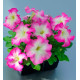 Петунія великоквіткова Tango rose morn, 500 шт, Hem Genetics