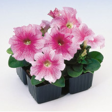 Петуния крупноцв Tango rose veined