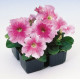Петуния крупноцв Tango rose veined