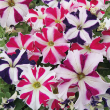 Петунія великоквіткова Tango All Star mixture, 1000 шт, Hem Genetics