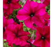 Серія "TANGO" (Hem Genetics)