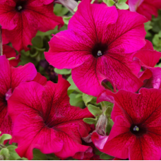 Петунія великоквіткова Tango Burgundy, 10 шт, Hem Genetics