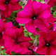 Петунія великоквіткова Tango Burgundy, 1000 шт, Hem Genetics